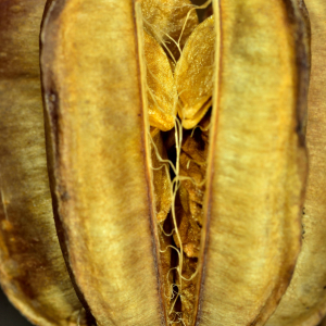 Photographie n°2458650 du taxon Lilium martagon L.