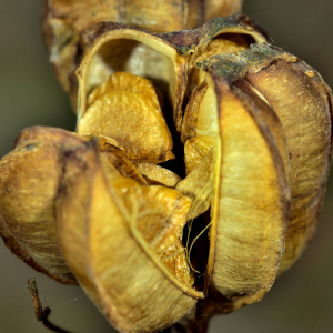 Photographie n°2458653 du taxon Lilium martagon L.