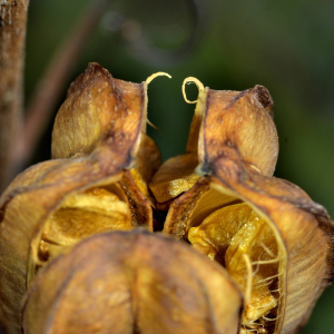 Photographie n°2458654 du taxon Lilium martagon L.