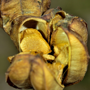 Photographie n°2458655 du taxon Lilium martagon L.