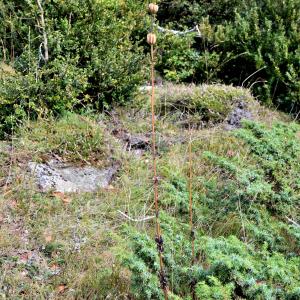 Photographie n°2458656 du taxon Lilium martagon L.