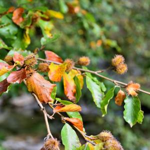 Photographie n°2458658 du taxon Fagus sylvatica L. [1753]