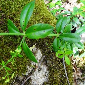 Photographie n°2458689 du taxon Rubia peregrina L. [1753]