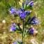  Alain Bigou - Echium vulgare var. vulgare