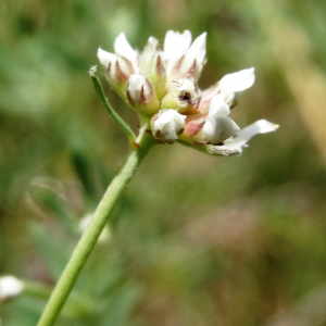 Photographie n°2458746 du taxon Dorycnium pentaphyllum Scop. [1772]