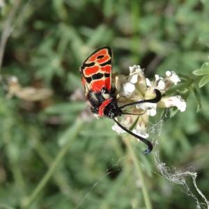 Photographie n°2458750 du taxon Dorycnium pentaphyllum Scop. [1772]