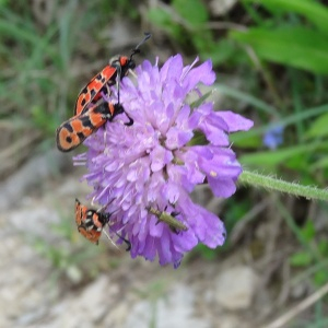 Photographie n°2458751 du taxon Knautia arvensis (L.) Coult. [1828]