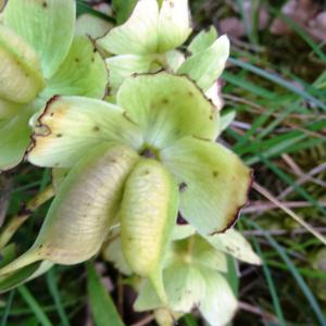 Photographie n°2458755 du taxon Helleborus foetidus L. [1753]