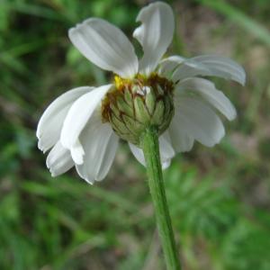 Photographie n°2458760 du taxon Tanacetum corymbosum (L.) Sch.Bip. [1844]