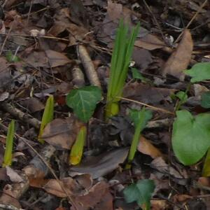 Photographie n°2458790 du taxon Asphodelus albus Mill. [1768]