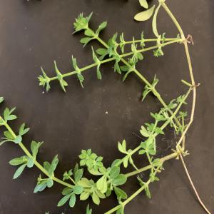 Photographie n°2458831 du taxon Galium aparine L. [1753]