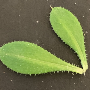 Photographie n°2458838 du taxon Galium aparine L. [1753]