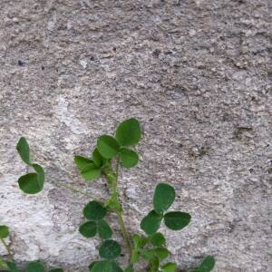 Photographie n°2458863 du taxon Medicago lupulina L.