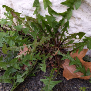 Photographie n°2458864 du taxon Taraxacum div. Sp.