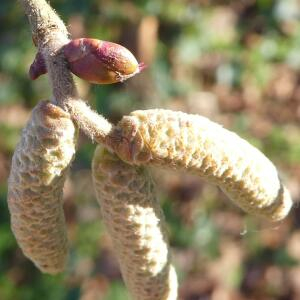 Photographie n°2458870 du taxon Corylus avellana L.