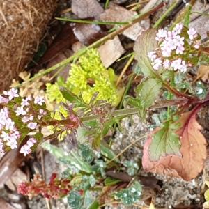  - Centranthus calcitrapae subsp. calcitrapae 