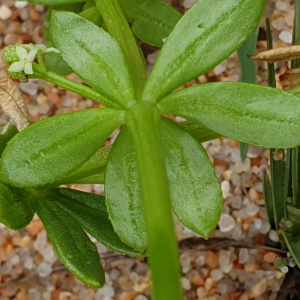  - Galium verrucosum var. halophilum (Ponzo) Natali & Jeanm. [1988]