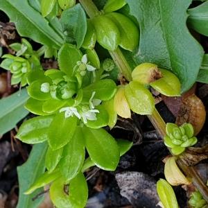  - Galium verrucosum var. halophilum (Ponzo) Natali & Jeanm. [1988]