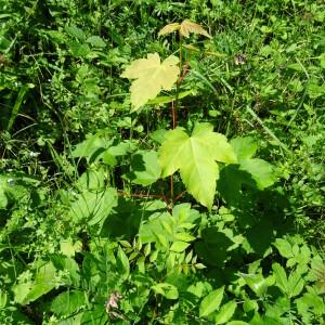 Photographie n°2458916 du taxon Acer pseudoplatanus L.