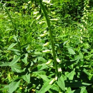 Photographie n°2458917 du taxon Digitalis lutea L. [1753]