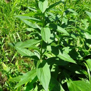 Photographie n°2458919 du taxon Digitalis lutea L. [1753]