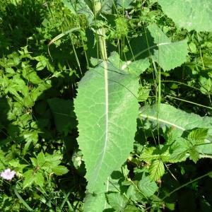 Photographie n°2458924 du taxon Lactuca serriola L. [1756]