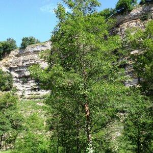 Photographie n°2458928 du taxon Acer pseudoplatanus L.