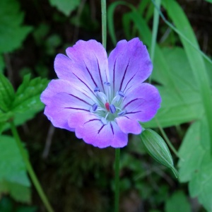 Photographie n°2458959 du taxon Geranium nodosum L.