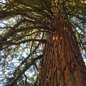  - Sequoiadendron giganteum (Lindl.) J.Buchholz