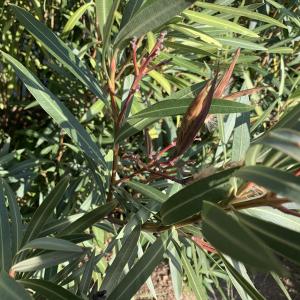 Photographie n°2459008 du taxon Nerium oleander L. [1753]