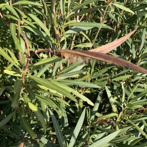 Photographie n°2459009 du taxon Nerium oleander L. [1753]