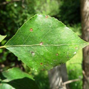 Photographie n°2459033 du taxon Populus nigra L. [1753]