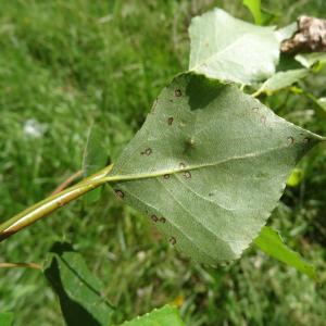 Photographie n°2459036 du taxon Populus nigra L. [1753]