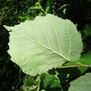 Photographie n°2459051 du taxon Corylus avellana L.