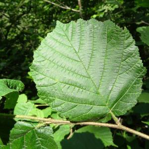 Photographie n°2459053 du taxon Corylus avellana L.