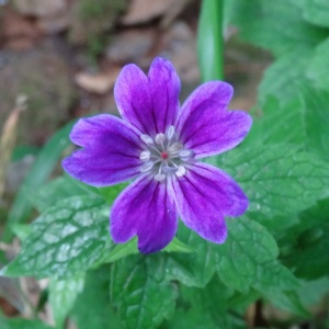 Photographie n°2459062 du taxon Geranium nodosum L.