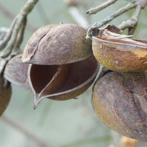 Photographie n°2459072 du taxon Paulownia tomentosa (Thunb.) Steud.