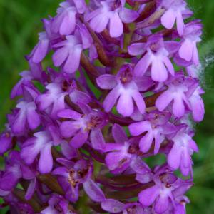 Photographie n°2459107 du taxon Anacamptis pyramidalis (L.) Rich. [1817]