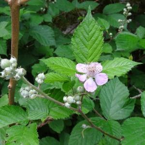 Photographie n°2459130 du taxon Rubus ulmifolius Schott [1818]