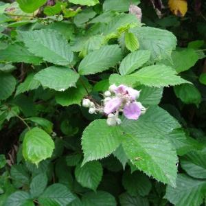 Photographie n°2459132 du taxon Rubus ulmifolius Schott [1818]