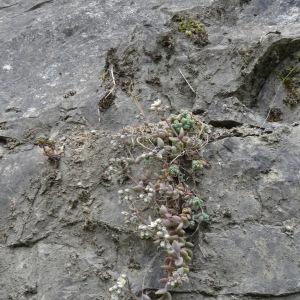 Photographie n°2459135 du taxon Sedum dasyphyllum L.