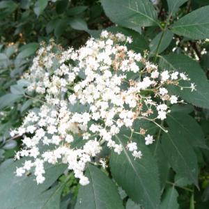 Photographie n°2459177 du taxon Sambucus nigra L. [1753]