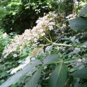 Photographie n°2459181 du taxon Sambucus nigra L. [1753]