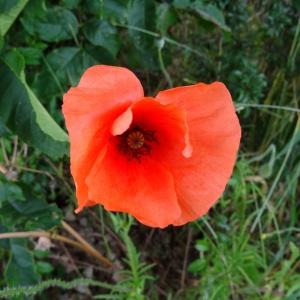 Photographie n°2459193 du taxon Papaver rhoeas L.