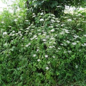 Photographie n°2459199 du taxon Chaerophyllum temulum L. [1753]