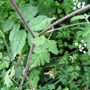 Photographie n°2459201 du taxon Chaerophyllum temulum L. [1753]