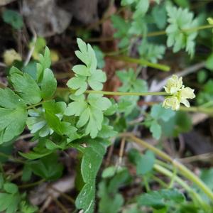 Photographie n°2459221 du taxon Adoxa moschatellina L. [1753]