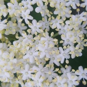 Photographie n°2459226 du taxon Sambucus nigra L. [1753]