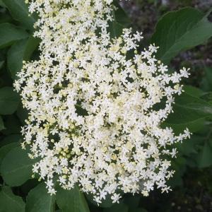 Photographie n°2459229 du taxon Sambucus nigra L. [1753]