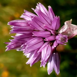 Photographie n°2459286 du taxon Allium schoenoprasum L. [1753]